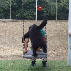 Yasak ticaretten kurtuldu, DNA testiyle kaderi değişti: Yavru goril Zeytin Türkiye’de kalacak