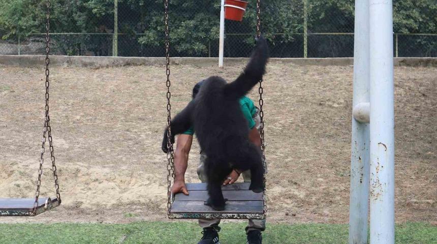 Yasak ticaretten kurtuldu, DNA testiyle kaderi değişti: Yavru goril Zeytin Türkiye’de kalacak