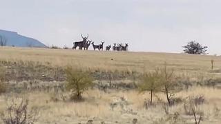Ankara’da yaban geyiği sürüsü kamerada