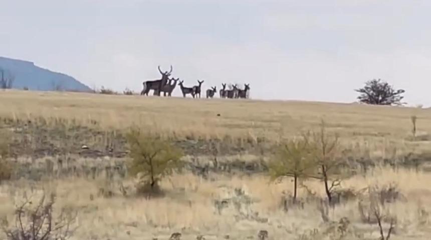 Ankara’da yaban geyiği sürüsü kamerada