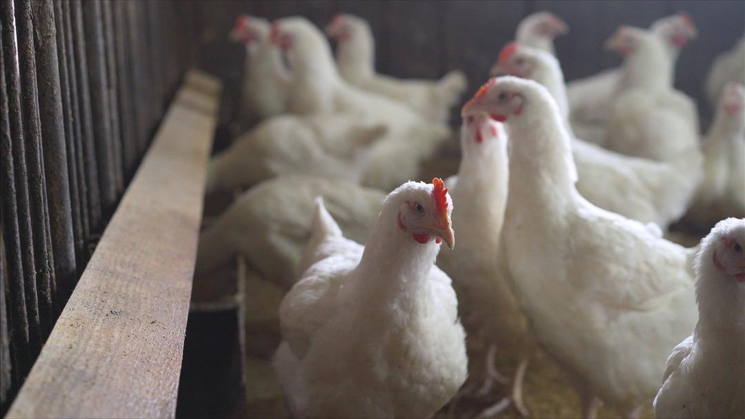 Ekonomiyi kötü etkilemesinden korkuluyor! Avrupa da yeni salgın alarmı: Vakaların patladığı iki ülke harekete geçti 3