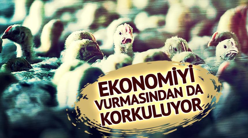 Ekonomiyi kötü etkilemesinden korkuluyor! Avrupa'da yeni salgın alarmı: Vakaların patladığı iki ülke harekete geçti