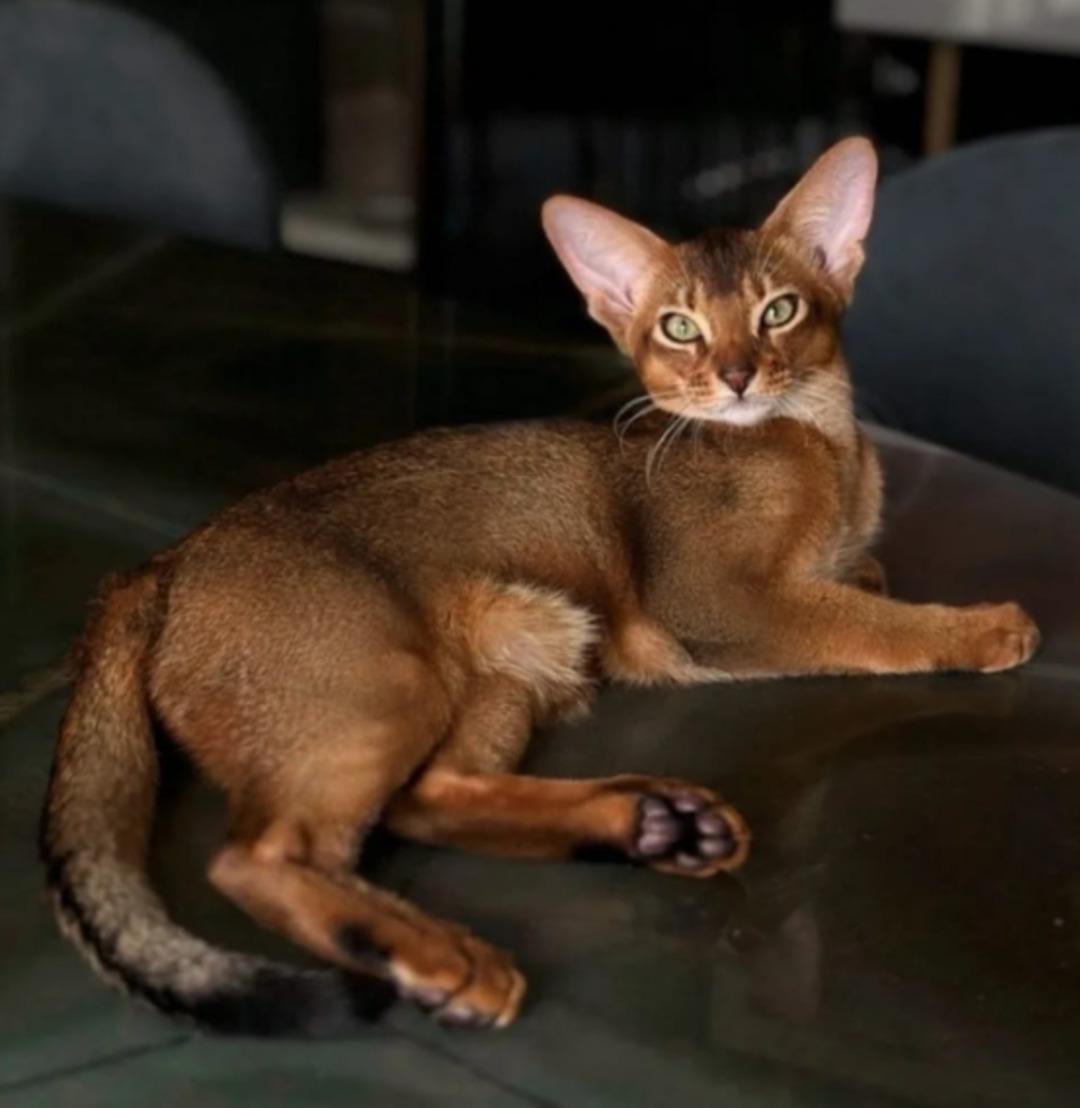 Fenerbah&ccedil;e ve Galatasaray ın eski yıldızı Batshuayi den yardım &ccedil;ığlığı: Tek şansı ameliyat 1