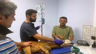 Samsun’da bin 200 hayvan tedavilerinin ardından doğaya salındı