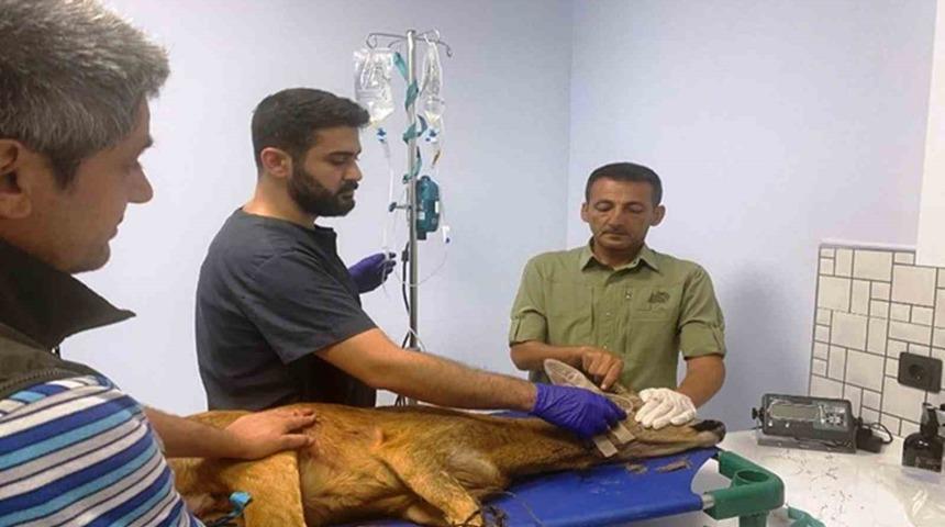 Samsun’da bin 200 hayvan tedavilerinin ardından doğaya salındı