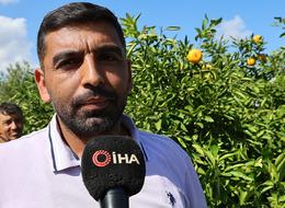 Kilosu 8 TL'ye düştü! Bu sene bol bol var, kasaları doldurdular 'Talep yoğun'