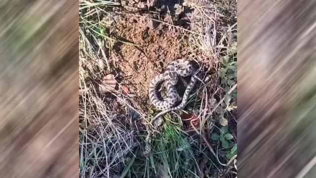 Mantar toplarken burun buruna geldi! Karabük'te engerek yılanı paniği