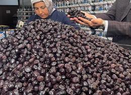  Bursa ve Balıkesir'de zeytin üretimi