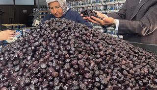  Bursa ve Balıkesir'de zeytin üretimi