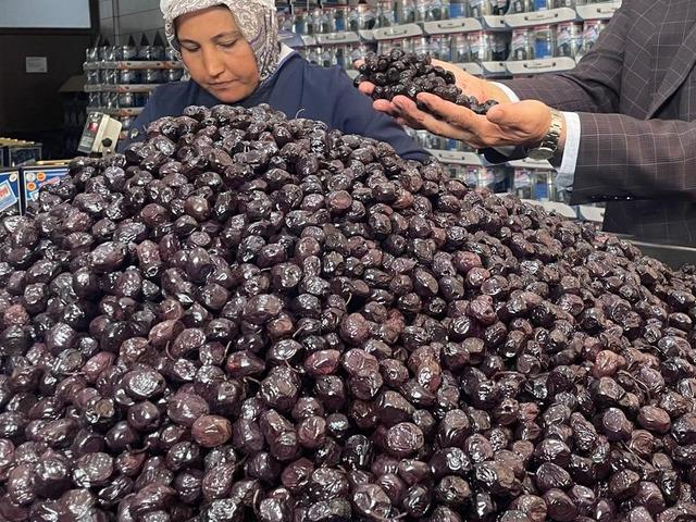  Bursa ve Balıkesir'de zeytin üretimi