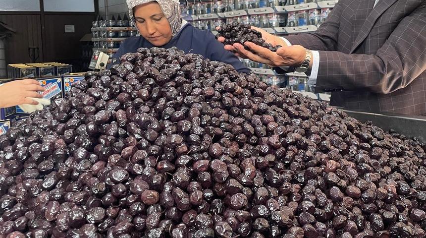 Bursa ve Balıkesir'de zeytin üretimi