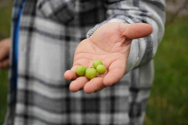 Kış ayına günler kala çiçek açan erik ağaçları meyve verdi 3