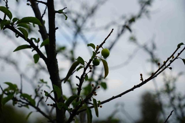 Kış ayına günler kala çiçek açan erik ağaçları meyve verdi 2