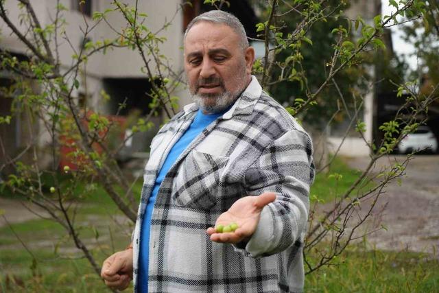 Kış ayına günler kala çiçek açan erik ağaçları meyve verdi 1