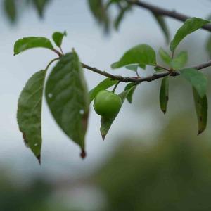 Kış ayına günler kala çiçek açan erik ağaçları meyve verdi