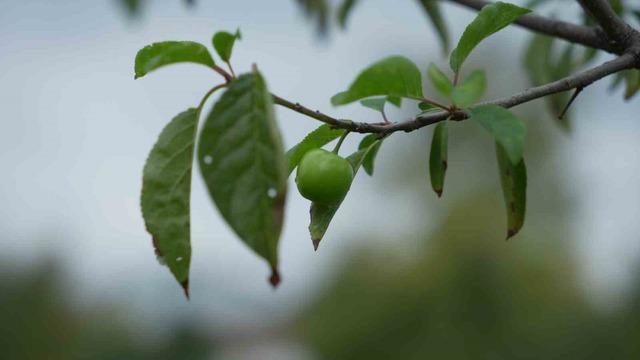 Kış ayına günler kala çiçek açan erik ağaçları meyve verdi