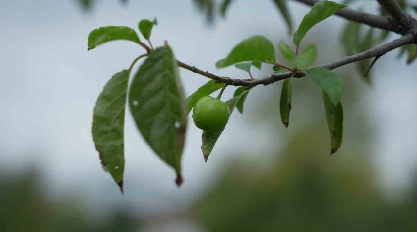 Kış ayına günler kala çiçek açan erik ağaçları meyve verdi
