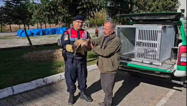 Yaralı kızıl şahin koruma altına alındı 2