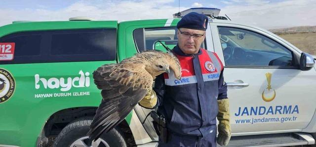 Yaralı kızıl şahin koruma altına alındı 1