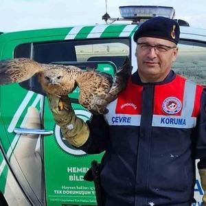 Yaralı kızıl şahin koruma altına alındı