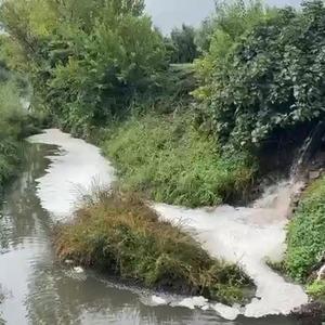 Gemlik Körfezi’nde kirlilik endişeye yolaçıyor