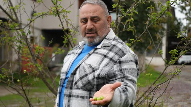 Kış ayına günler kala şaşırtan görüntü! Erik ağaçları meyve verdi