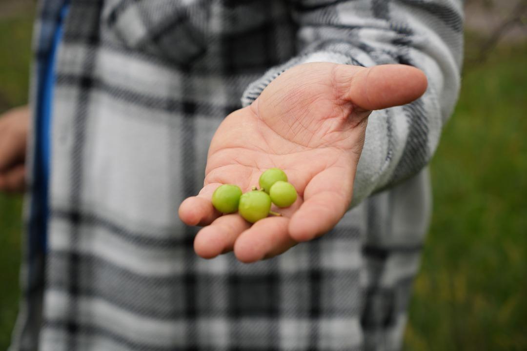 Kış ayına günler kala şaşırtan görüntü! Erik ağaçları meyve verdi 2