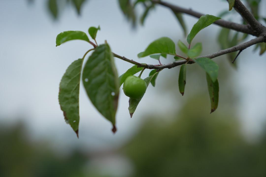 Kış ayına günler kala şaşırtan görüntü! Erik ağaçları meyve verdi 1