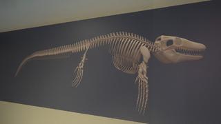 Türk profesör, Asya’da ilk kez keşfedilen denizlerin dinozorunu anlattı