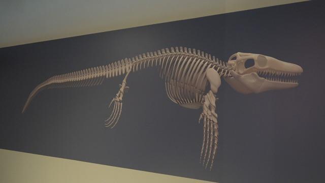 Türk profesör, Asya’da ilk kez keşfedilen denizlerin dinozorunu anlattı