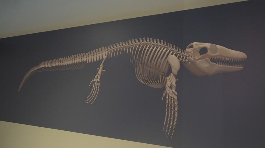 Türk profesör, Asya’da ilk kez keşfedilen "denizlerin dinozoru"nu anlattı