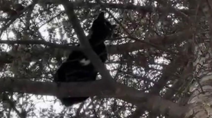 Ağaçta mahsur kalan kedi, itfaiye ekiplerince kurtarıldı