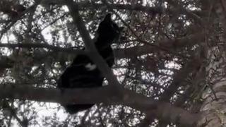 Ağaçta mahsur kalan kedi, itfaiye ekiplerince kurtarıldı