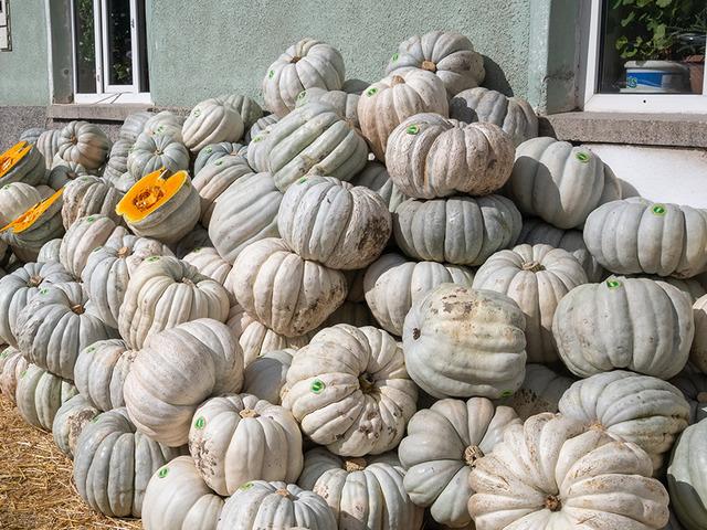 Coğrafi işaretli meşhur bal kabağı panayırı: "Kızılinler'in bal kabağını her yer bilir"