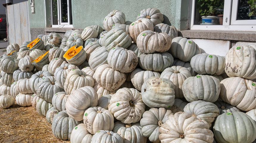 Coğrafi işaretli meşhur bal kabağı panayırı: "Kızılinler'in bal kabağını her yer bilir"