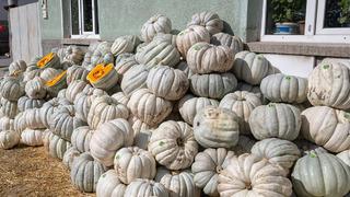 Coğrafi işaretli meşhur bal kabağı panayırı: Kızılinler'in bal kabağını her yer bilir