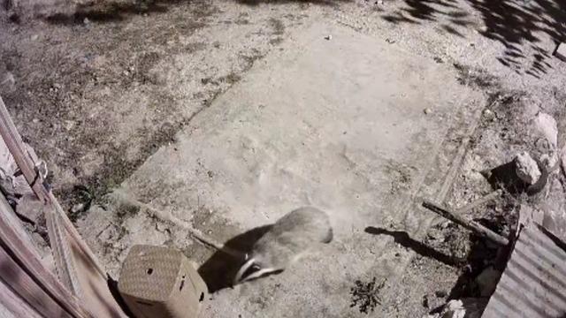 Türkiye’de nadir görülen bal porsuğu ile sansar kamerada