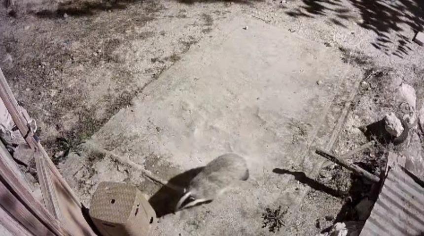 Türkiye’de nadir görülen bal porsuğu ile sansar kamerada