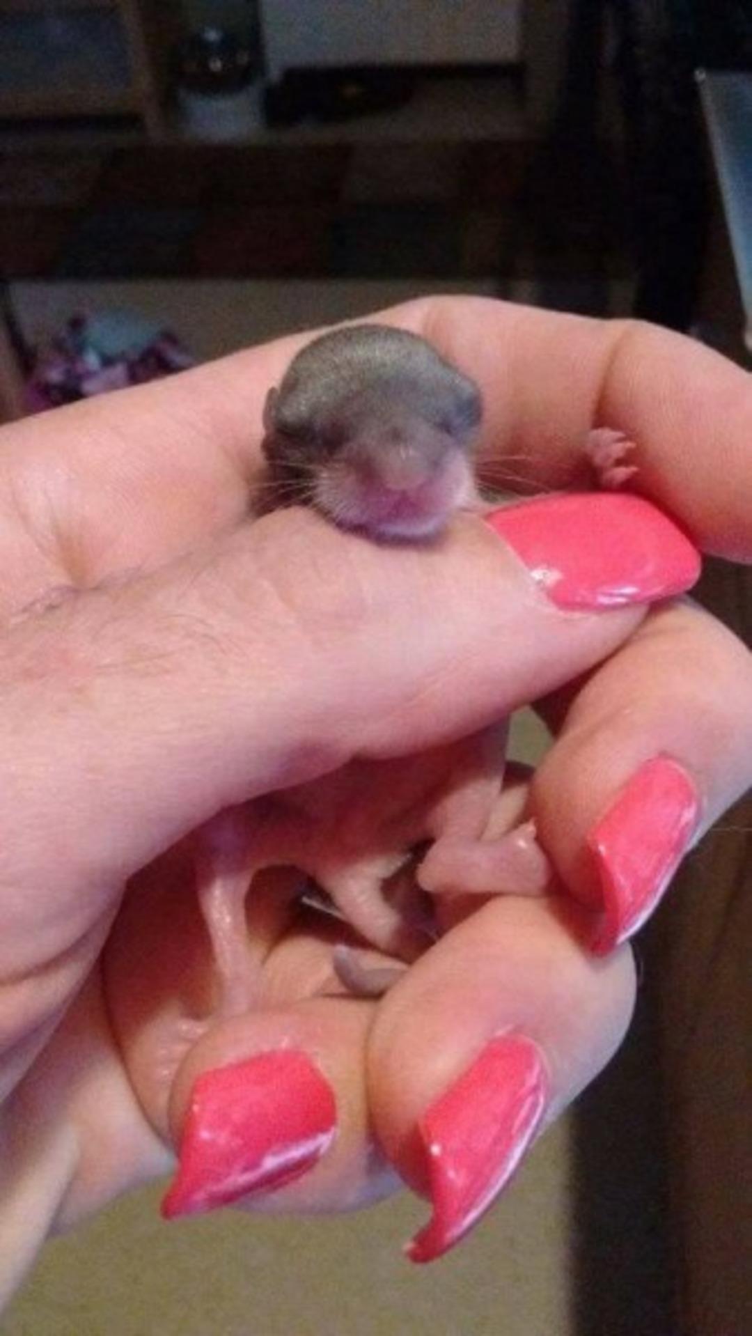 Ne olduğunu dahi anlamamıştı! Bah&ccedil;esinde bulduğu canlıyı &ouml;l&uuml;mden kurtardı