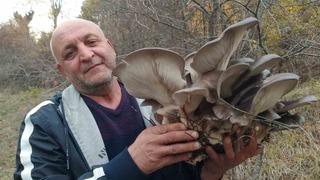 Kanlıca mantarı vatandaşların ilgi odağı oldu