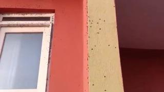 Sinek istilası! Ev sahipleri tedirgin: Binalarda akılalmaz görüntü