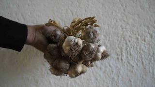 Gümüşhane’de ata tohumu siyah sarımsak tescil yolunda