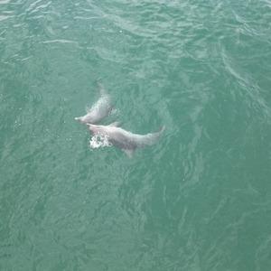 Karadeniz'de dolaşan yunuslar dronla görüntülendi