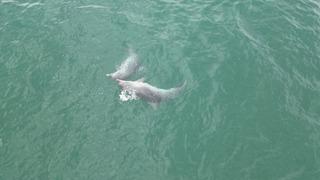 Karadeniz'de dolaşan yunuslar dronla görüntülendi