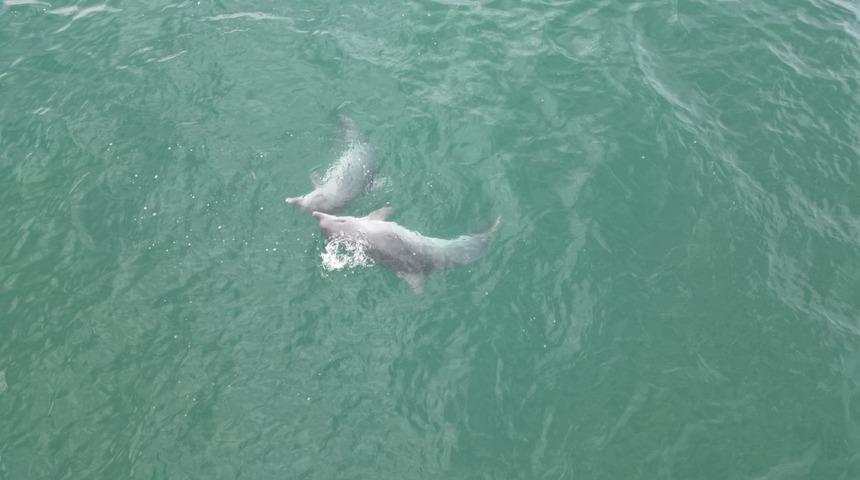 Karadeniz'de dolaşan yunuslar dronla görüntülendi