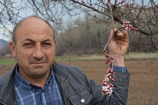 Suşehri’nde Erik ve Kayısı ağaçları çiçek açtı