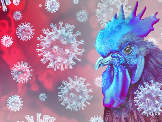 Salgın ülke geneline yayıldı! Kuş gribi alarmı: 400 binden fazla hayvan itlaf edildi! 