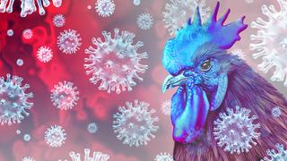 Salgın ülke geneline yayıldı! Kuş gribi alarmı: 400 binden fazla hayvan itlaf edildi! 