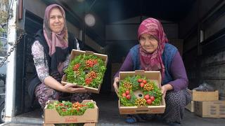 Köyden Avrupa'ya ihracat: Her yıl 1 milyon çelenk üretiliyor: 250 kadın bu işle uğraşıyor! 