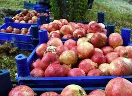 Rusya'ya ihracatta Türkiye'den resmi adım